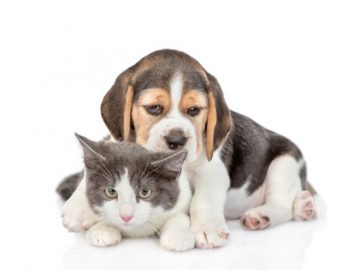 ペットを飼いたいけど費用が心配。年間でどれくらいの費用がかかる？