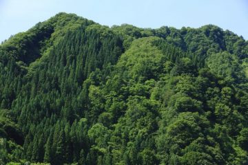 「山林所得」ってなに？ 確定申告の際に知っておきたい計算方法を解説！