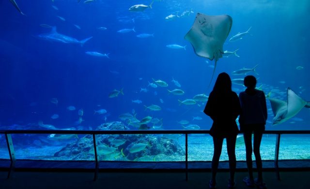 夏休みはお金がかかる…！入場料を抑えてお得に水族館を利用する秘訣をご紹介