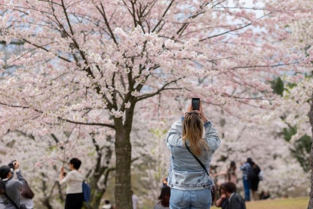 花見の場所取りは「違法」？会社での花見のためによい場所を確保する方法はありますか？