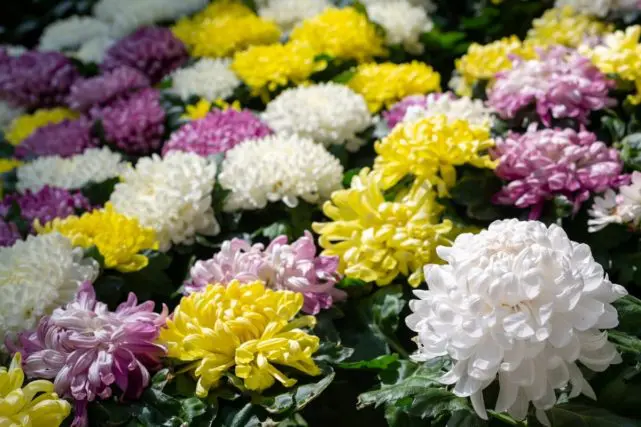 ベランダで「菊」を育てていたらビックリ! 実は“罰金300万円”の外来種だった!?「昔は育てても大丈夫だったのに…」注意が必要なケースとは